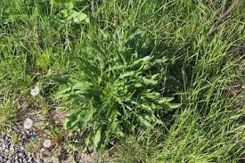 Attēlu rezultāti vaicājumam “Centaurea jacea leaf”