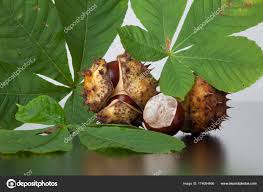 Attēlu rezultāti vaicājumam “Aesculus hippocastanum fruit”