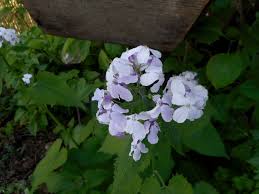Attēlu rezultāti vaicājumam “Lunaria rediviva bud”