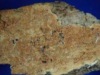 Attēlu rezultāti vaicājumam “Ceriporia viridans”