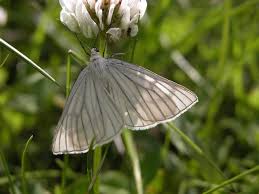 Attēlu rezultāti vaicājumam “Siona lineata”