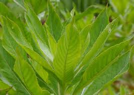 Attēlu rezultāti vaicājumam “Oenothera biennis leaf”
