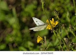 Attēlu rezultāti vaicājumam “Pieris rapae female”