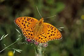 Attēlu rezultāti vaicājumam “Argynnis adippe”
