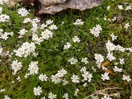 Attēlu rezultāti vaicājumam “Teesdalia nudicaulis”