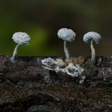 Attēlu rezultāti vaicājumam “Didymium squamulosum spores”