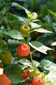 Attēlu rezultāti vaicājumam “Physalis alkekengi flower”