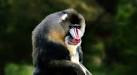 Largest Monkey in The World