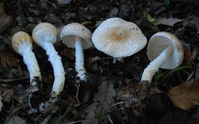 Attēlu rezultāti vaicājumam “Lepiota clypeolaria”