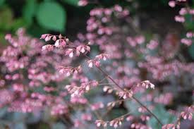 Image result for HEUCHERA americana 'Palace Purple Auslese'