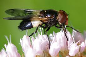 Attēlu rezultāti vaicājumam “Volucella pellucens”