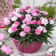 Image result for Dianthus