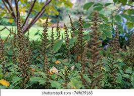 Attēlu rezultāti vaicājumam “Astilbe chinensis bud”