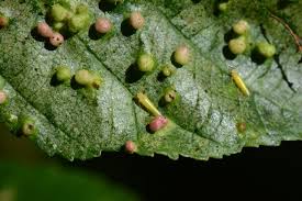Attēlu rezultāti vaicājumam “Eriophyes laevis”
