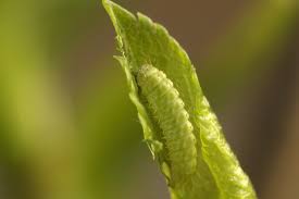 Attēlu rezultāti vaicājumam “Thecla betulae underside”