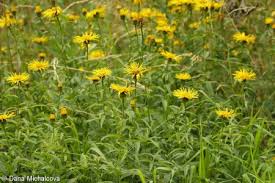 Attēlu rezultāti vaicājumam “Inula salicina leaf”