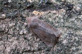 Attēlu rezultāti vaicājumam “Orthosia populeti”