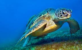 Image result for Caretta caretta