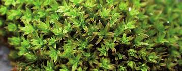 Attēlu rezultāti vaicājumam “Zygodon rupestris”