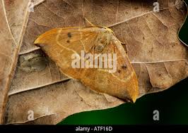 Attēlu rezultāti vaicājumam “Watsonalla binaria”