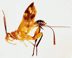 Attēlu rezultāti vaicājumam “Ichneumonidae”