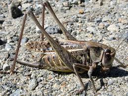 Attēlu rezultāti vaicājumam “Decticus verrucivorus”