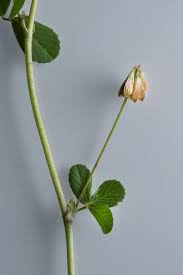 Attēlu rezultāti vaicājumam “Trifolium dubium leaf”