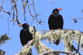 Image result for Pyrrhocorax pyrrhocorax
