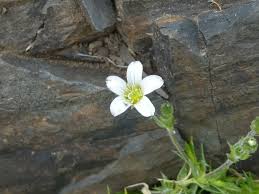 Attēlu rezultāti vaicājumam “Arenaria procera”