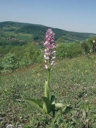 Attēlu rezultāti vaicājumam “Orchis militaris”