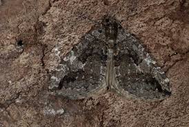 Attēlu rezultāti vaicājumam “Hydriomena furcata”