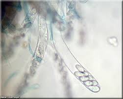 Attēlu rezultāti vaicājumam “Mniaecia jungermanniae”