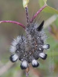 Attēlu rezultāti vaicājumam “Gynaephora selenitica larva”