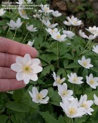 Attēlu rezultāti vaicājumam “Anemone nemorosa bud”