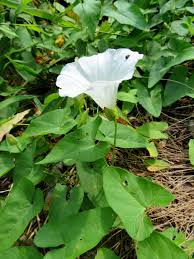 Attēlu rezultāti vaicājumam “Calystegia inflata leaf”