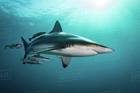Image result for Carcharhinus limbatus
