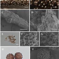 Attēlu rezultāti vaicājumam “Diachea muscorum”