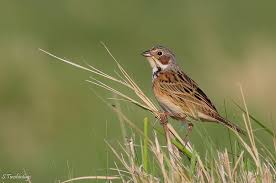 Image result for Emberiza fucata