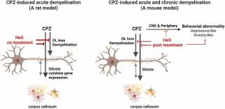 Attēlu rezultāti vaicājumam “Erinaceus sp.”