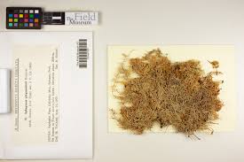 Attēlu rezultāti vaicājumam “Sphagnum girgensohnii”