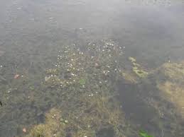 Attēlu rezultāti vaicājumam “Batrachium circinatum”