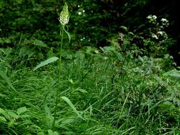 Attēlu rezultāti vaicājumam “Phyteuma spicatum”