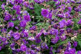 Image result for Geranium pratense
