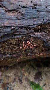 Attēlu rezultāti vaicājumam “Arcyria globosa young”