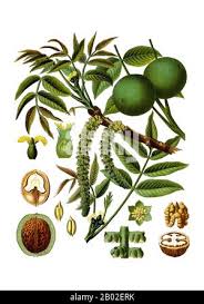 Attēlu rezultāti vaicājumam “Juglans x sinensis fruit”