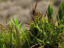 Attēlu rezultāti vaicājumam “Odontoschisma sphagni”