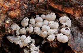 Attēlu rezultāti vaicājumam “Badhamia macrocarpa”