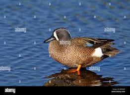 Image result for Anas discors