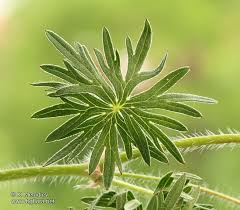 Attēlu rezultāti vaicājumam “Geranium sanguineum leaf”