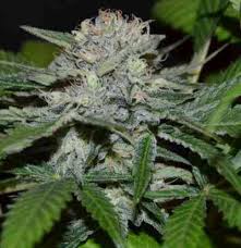 Attēlu rezultāti vaicājumam “Cannabis sativa fruit”